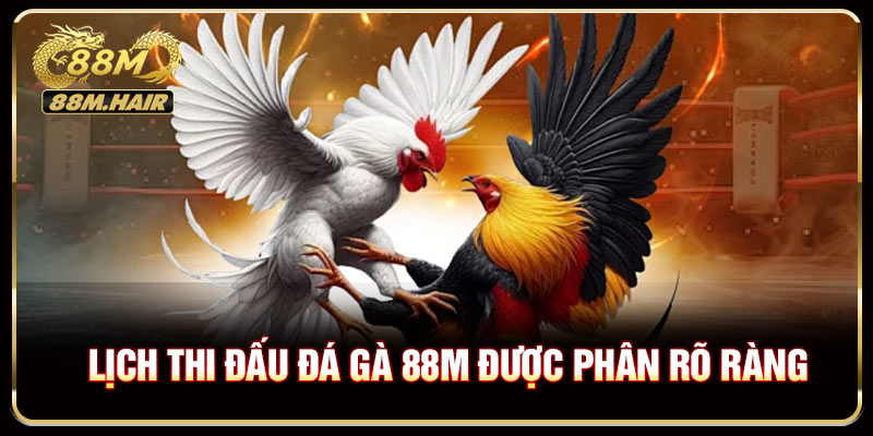 Lịch thi đấu đá gà 88M được phân rõ ràng theo từng khu vực